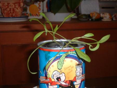 Growing Kit POPEYE  spinach 自分で育てるほうれん草