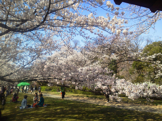 舞鶴公園　桜.jpg